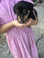 Male George, a male Chihuahua for sale in Anna, IL – 2 of 9
