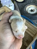 July Girl 2, a female Chihuahua for sale in Anna, IL – 5 of 6