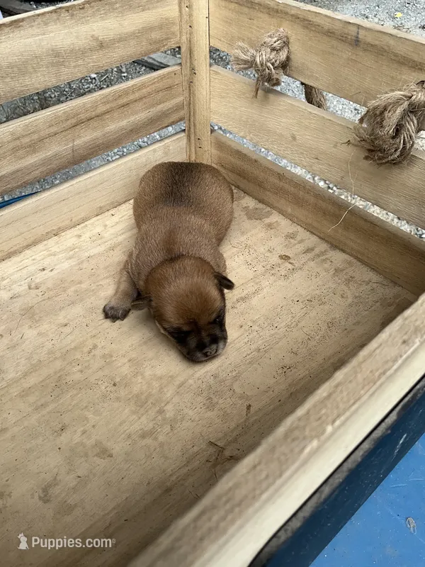 Boy 2 – Chihuahua puppy for sale in Anna, IL