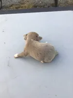 Male Jerry, a male Chihuahua for sale in Anna, IL – 7 of 8