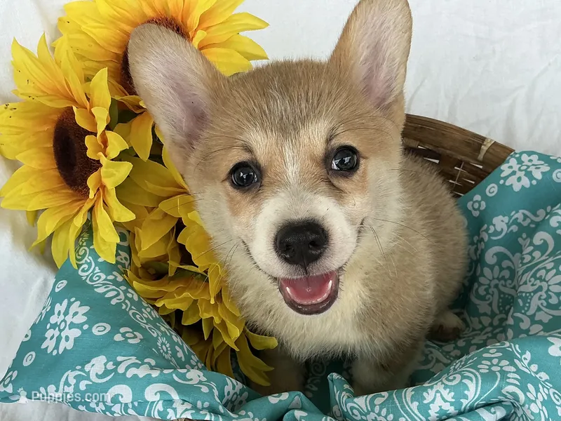 Boy 5 – Pembroke Welsh Corgi puppy for sale in Anna, IL