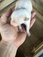 July boy 2, a male Chihuahua for sale in Anna, IL – 6 of 8