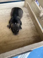 Girl 2, a female Chihuahua for sale in Anna, IL – 5 of 9