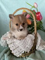 Robin, a male Pembroke Welsh Corgi for sale in Anna, IL – Photo 1 of 9