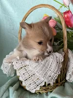 Robin, a male Pembroke Welsh Corgi for sale in Anna, IL – Photo 6 of 9