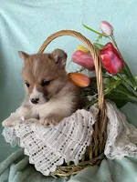 Robin, a male Pembroke Welsh Corgi for sale in Anna, IL – Photo 5 of 9