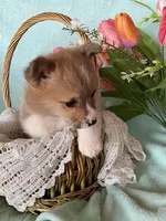 Robin, a male Pembroke Welsh Corgi for sale in Anna, IL – Photo 2 of 9