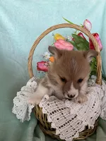 Robin, a male Pembroke Welsh Corgi for sale in Anna, IL – Photo 9 of 9