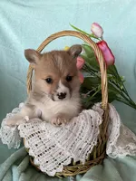 Robin, a male Pembroke Welsh Corgi for sale in Anna, IL – Photo 3 of 9