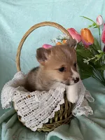 Robin, a male Pembroke Welsh Corgi for sale in Anna, IL – Photo 4 of 9