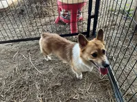 Russel, a male Pembroke Welsh Corgi for sale in Anna, IL – 6 of 10