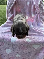 Girl 2, a female Cocker Spaniel for sale in Anna, IL – 4 of 10