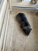 Girl 2, a female Chihuahua for sale in Anna, IL – 4 of 9