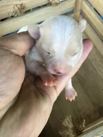 July boy 2, a male Chihuahua for sale in Anna, IL – 5 of 8