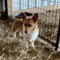 Raganne Fern - CKC, a female Pembroke Welsh Corgi for sale in Anna, IL – 2 of 7