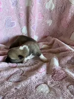 Girl 2, a female Pembroke Welsh Corgi for sale in Anna, IL – 4 of 5