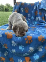 Boy 2, a male Cocker Spaniel for sale in Anna, IL – 4 of 10
