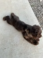 Male Cocker Spaniel, a male Cocker Spaniel for sale in Anna, IL – 5 of 10