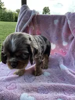 Girl 2, a female Cocker Spaniel for sale in Anna, IL – 8 of 10