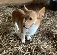 Raganne Fern - CKC, a female Pembroke Welsh Corgi for sale in Anna, IL – 6 of 7