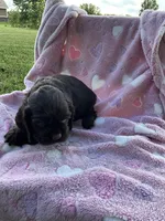 Girl 4, a female Cocker Spaniel for sale in Anna, IL – 8 of 10
