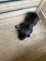 Girl 3, a female Chihuahua for sale in Anna, IL – 5 of 9