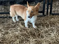 Raganne Fern - CKC, a female Pembroke Welsh Corgi for sale in Anna, IL – 3 of 7