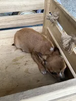 Boy 2, a male Chihuahua for sale in Anna, IL – 3 of 9