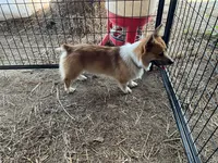 Russel, a male Pembroke Welsh Corgi for sale in Anna, IL – 2 of 10