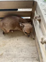 Boy 2, a male Chihuahua for sale in Anna, IL – 5 of 9