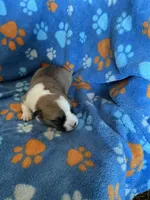 Boy 4, a male Pembroke Welsh Corgi for sale in Anna, IL – 2 of 7