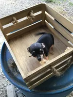 Boy 3, a male Chihuahua for sale in Anna, IL – 2 of 8