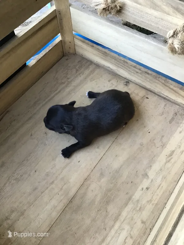 July boy 1 – Chihuahua puppy for sale in Anna, IL