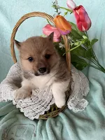 River, a male Pembroke Welsh Corgi for sale in Anna, IL – Photo 8 of 10