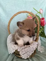 River, a male Pembroke Welsh Corgi for sale in Anna, IL – Photo 3 of 10