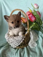 River, a male Pembroke Welsh Corgi for sale in Anna, IL – Photo 4 of 10