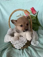 River, a male Pembroke Welsh Corgi for sale in Anna, IL – Photo 2 of 10