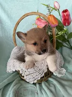 River, a male Pembroke Welsh Corgi for sale in Anna, IL – Photo 5 of 10