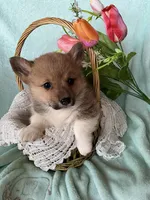 River, a male Pembroke Welsh Corgi for sale in Anna, IL – Photo 1 of 10