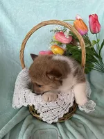 River, a male Pembroke Welsh Corgi for sale in Anna, IL – Photo 6 of 10