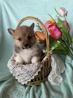 River, a male Pembroke Welsh Corgi for sale in Anna, IL – Photo 9 of 10