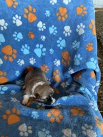 Boy 3, a male Pembroke Welsh Corgi for sale in Anna, IL – 3 of 7