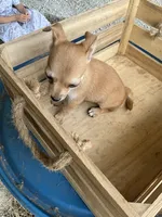 Boy 1, a male Chihuahua for sale in Anna, IL – 3 of 7