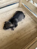 Girl 2, a female Chihuahua for sale in Anna, IL – 7 of 9