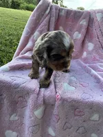 Girl 1, a female Cocker Spaniel for sale in Anna, IL – 7 of 9