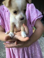 Female sunny, a female Chihuahua for sale in Anna, IL – 1 of 7