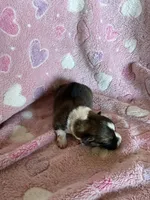 Girl 3, a female Pembroke Welsh Corgi for sale in Anna, IL – 4 of 7