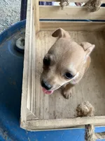 Boy 1, a male Chihuahua for sale in Anna, IL – 2 of 7