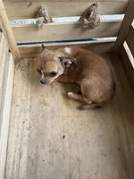 Boy 2, a male Chihuahua for sale in Anna, IL – 8 of 9