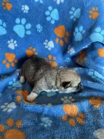 Boy 2, a male Pembroke Welsh Corgi for sale in Anna, IL – 6 of 6